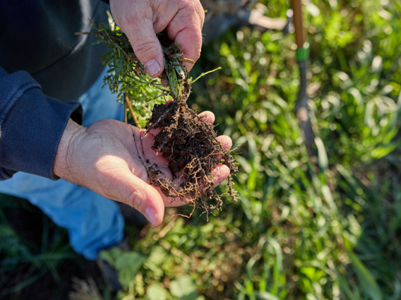 Hands holding soil from a field