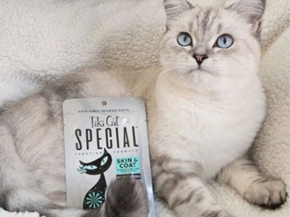 A light-colored cat with striking blue eyes lies on a fluffy white blanket next to a pouch of Tiki Cat Special Function Formula for "Skin & Coat." The cat is looking up and slightly to the right.